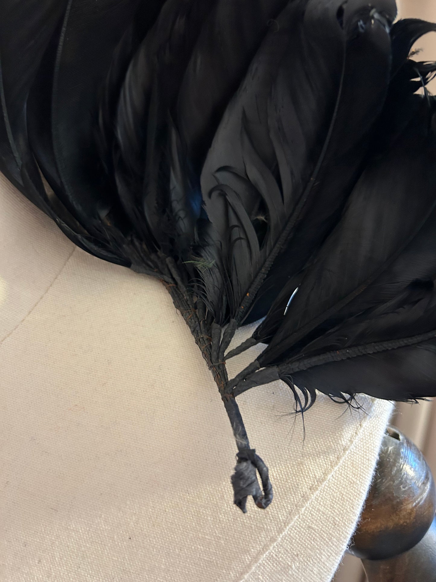 Black Feather Plumage
